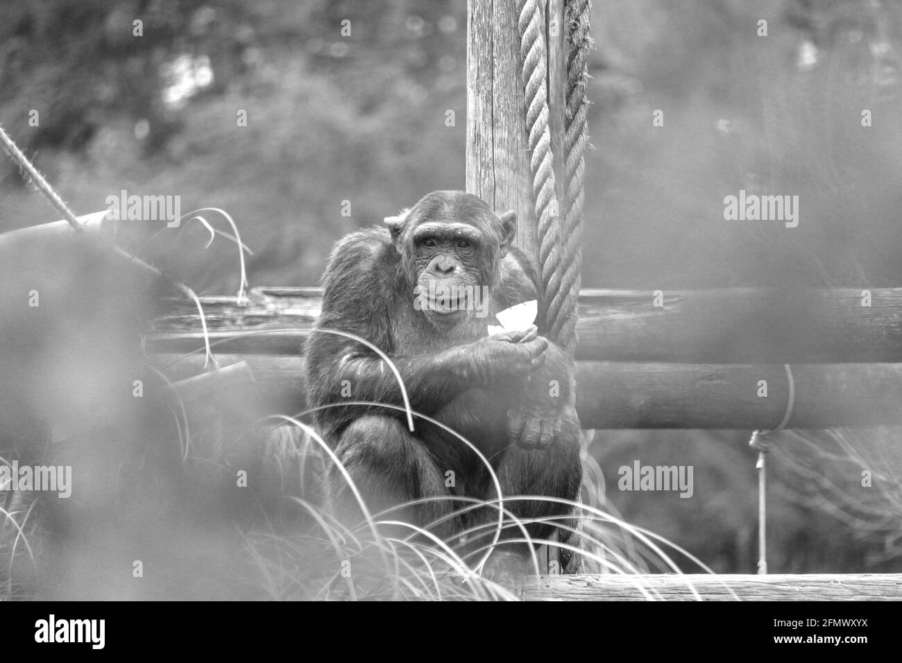 Un'immagine in bianco e nero di un Chimp che mangia la cipolla. Foto Stock