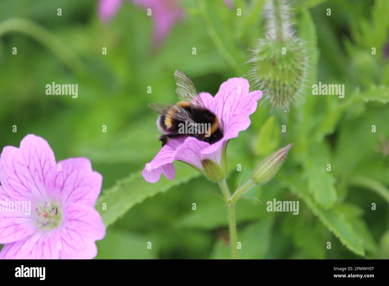 Questa ape è bottoms in su alla ricerca del polline Foto Stock