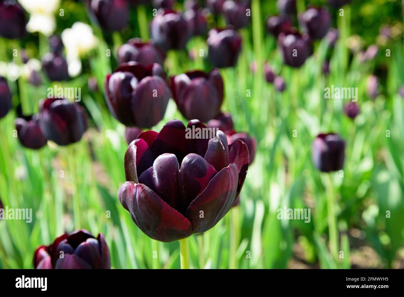 Tulipani scuri fioriscono in giardino in una giornata di sole Foto Stock