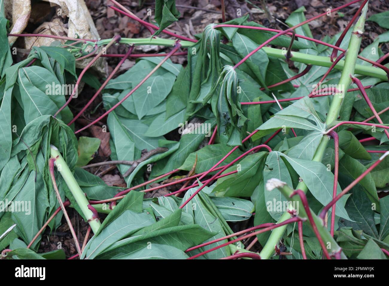 Manioca tree leftover dopo la raccolta. Manioca crescente che è pianta di cibo tropicale Foto Stock