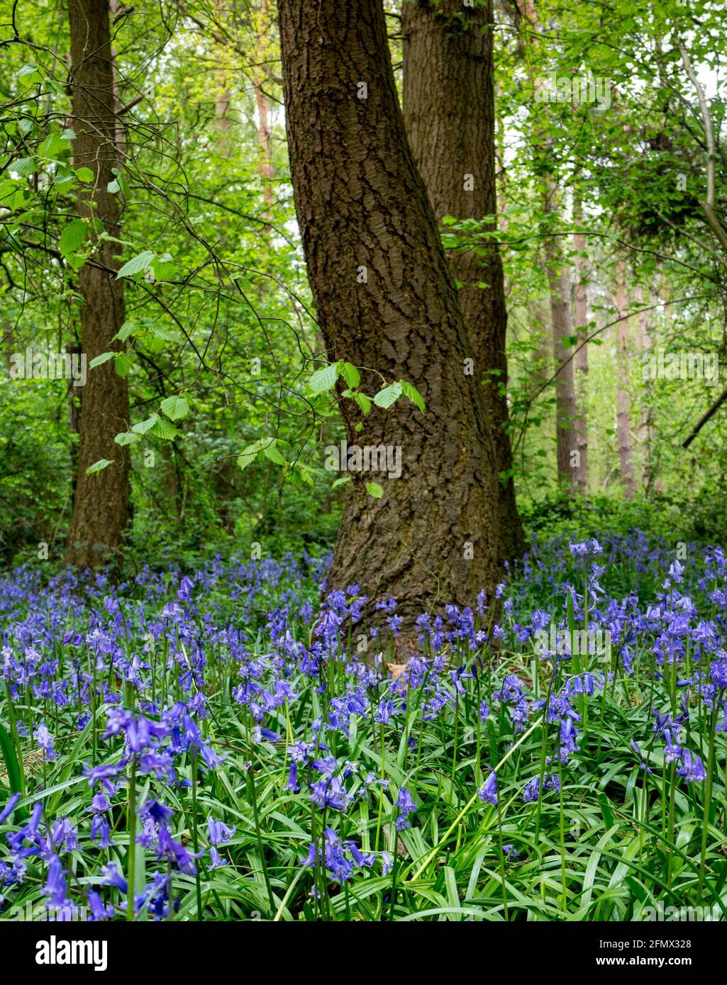 Bluebells a Oakley Wood, Warwickshire, Inghilterra, Regno Unito Foto Stock