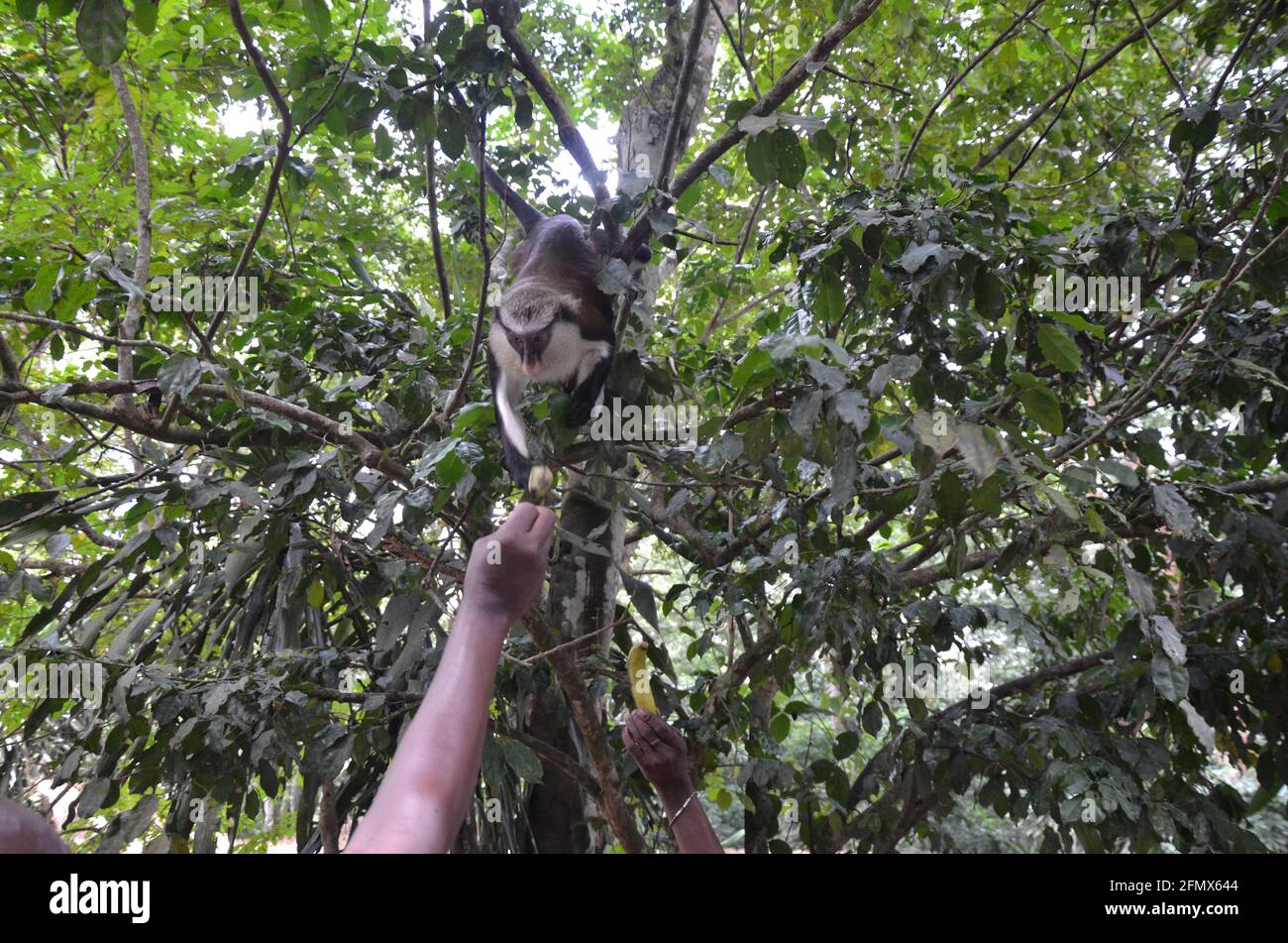 Osun Osogbo, Osun Sacred Grove e River: La fauna del boschetto - scimmia di Mona. Foto Stock
