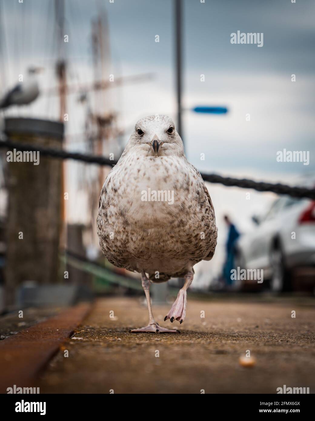 Camminare giovane gabbiano di aringa in un porto con le navi dentro sfondo sfocato Foto Stock