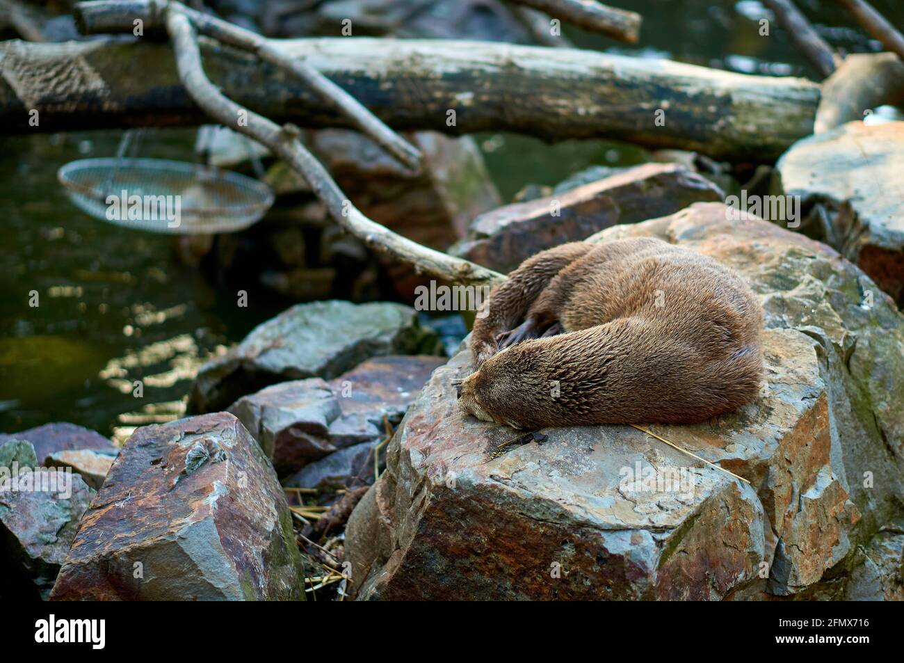 Lontra che dormiva su una pietra accanto ad un laghetto Foto Stock