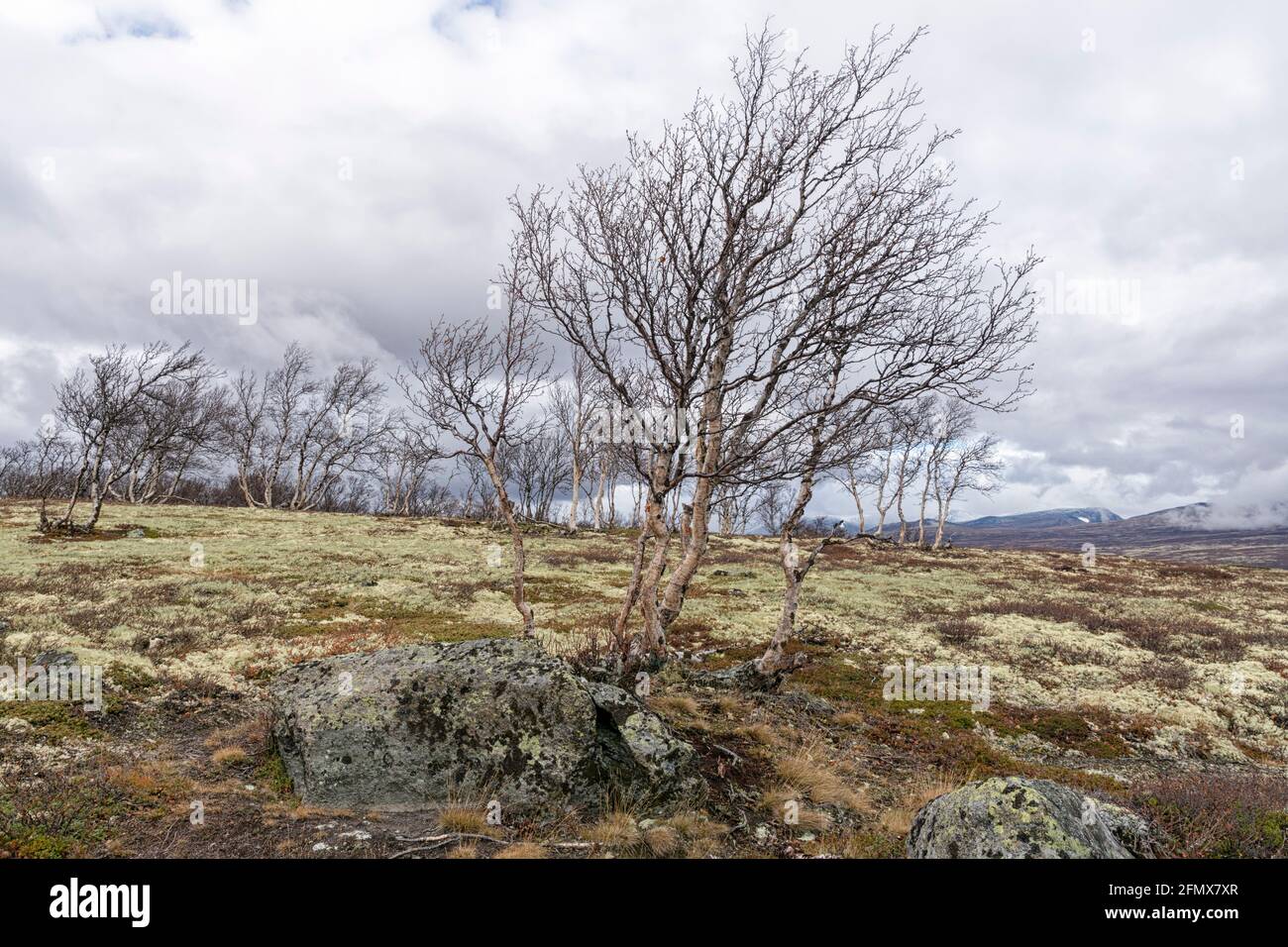 Un gruppo di uccelli senza frondolo (Betula pubescens) nel norvegese cadde montagne e nel tardo autunno contro le nuvole scure. Gudbrandsdalsleden, Dovrefjell Foto Stock