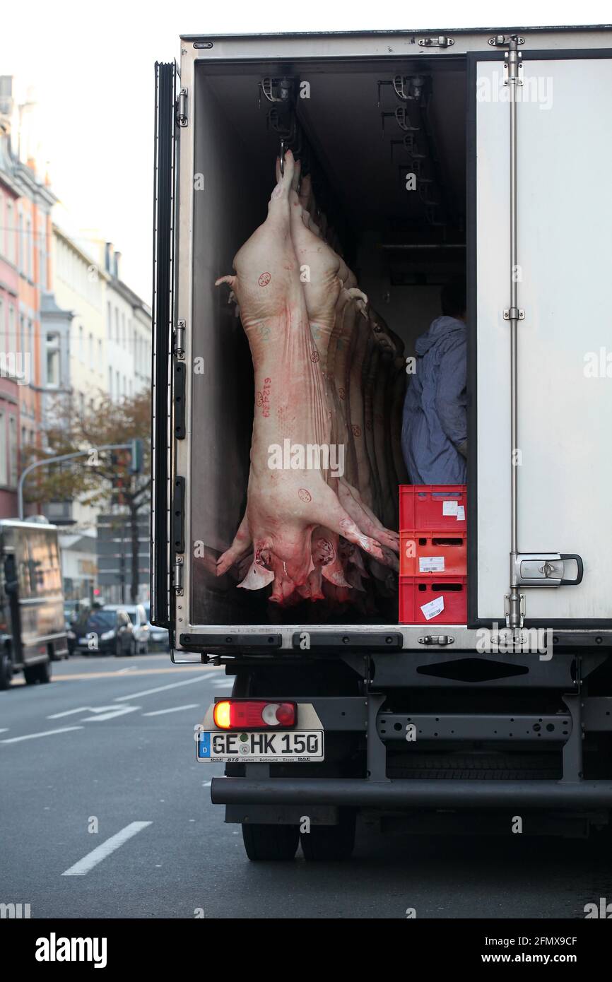 Gestempelte Schweinehälften werden aus einem Kühlwagen vor einer Metzgerei in Düsseldorf ausgeladen. Foto Stock
