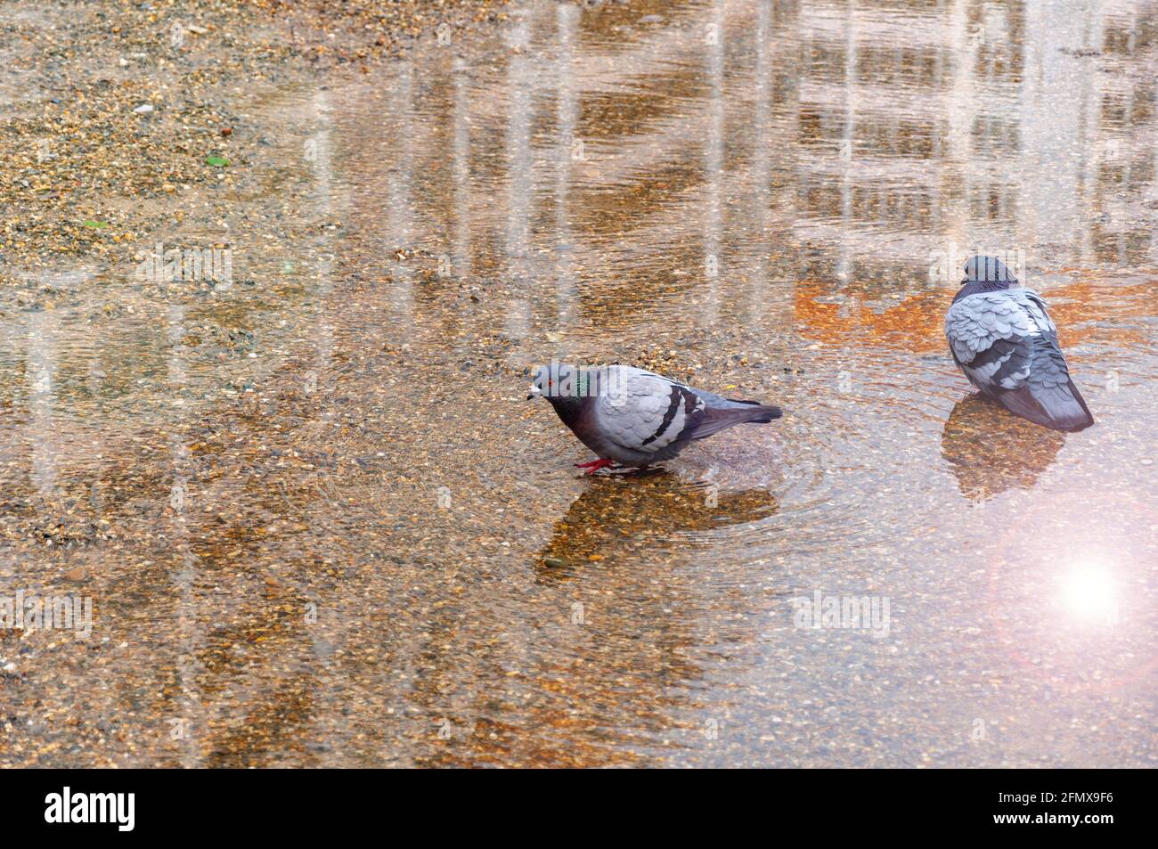 Due piccioni selvatici bagnano in un pozze in una giornata di sole. Vista ad alta angolazione dei piccioni che perching su Puddle Foto Stock