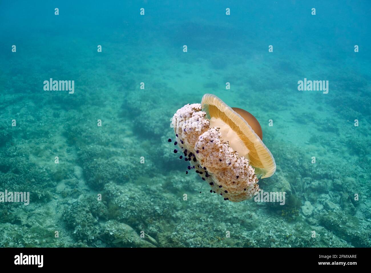 La tuberculata di Cotylorhiza o la medusa fritta di uova galleggianti in un'acqua poco profonda. Il fondo marino può essere visto pure. Foto Stock