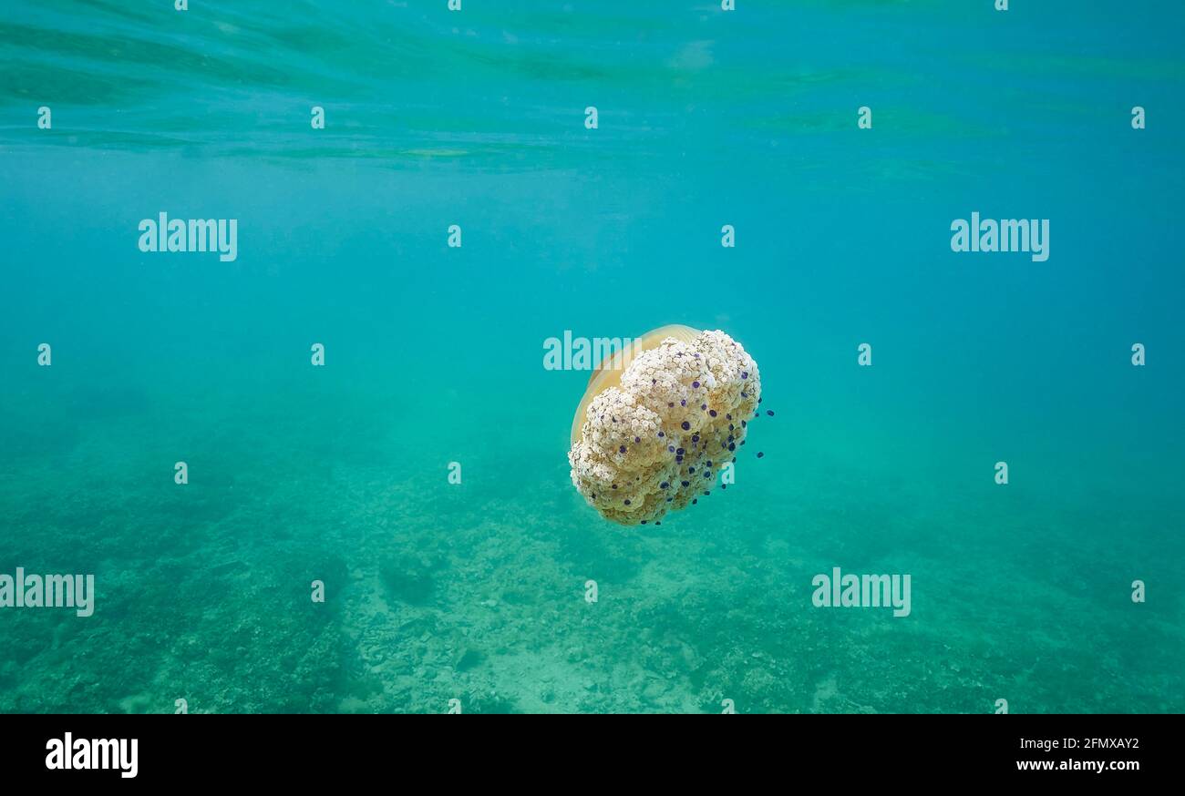 La tuberculata di Cotylorhiza o la medusa fritta di uova galleggianti in un'acqua poco profonda. Il fondo marino può essere visto pure. Tentacoli ben visibili. Foto Stock
