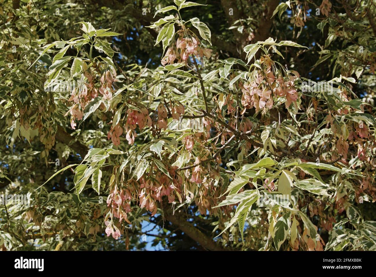 Scatola più grande variegata, ramo con foglie e frutta, Acer negundo, Aceraceae Foto Stock