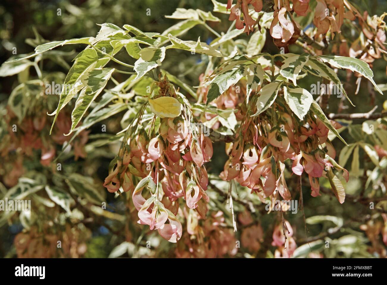 Dettaglio di un ramo di scatola più grande variegato con foglie e samaras, Acer negundo, Aceraceae Foto Stock