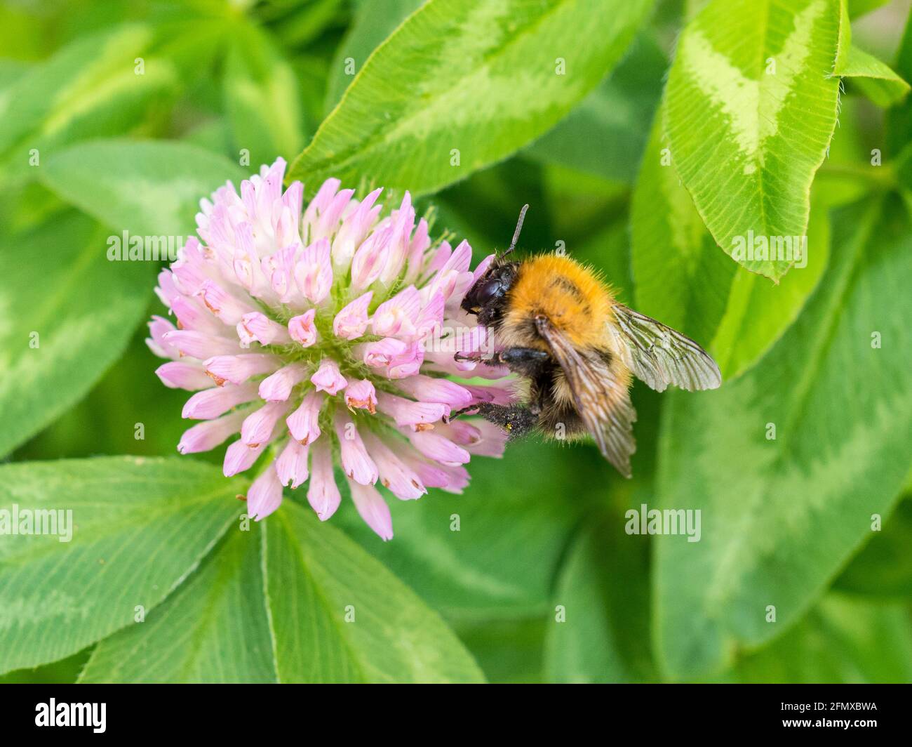 Comune carder Bumble Bee (Bombus Pascuorum) raccogliere Pollen da UN fiore selvaggio (Scabious campo) Clover. Foto Stock