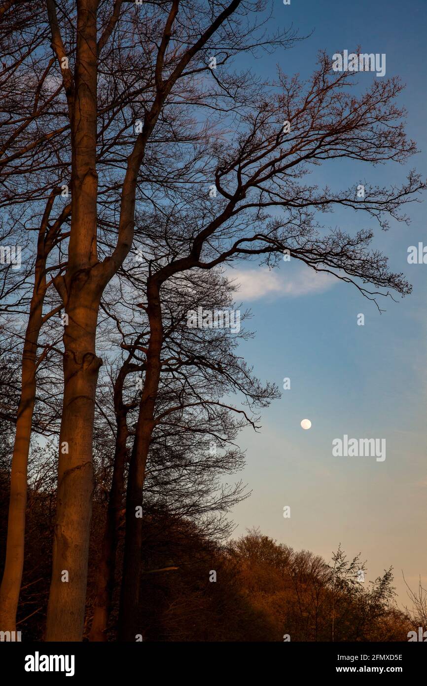 foresta sulla pista Ruhrhoehenweg nelle montagne di Ardey vicino Wetter sul fiume Ruhr, Moonrise, Nord Reno-Westfalia, Germania. Wald am Ruhrhoehen Foto Stock