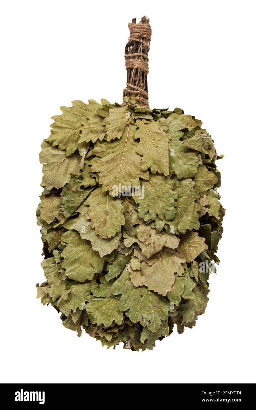 Scopa da bagno in rami di quercia secca, isolata su fondo bianco. Orientamento verticale Foto Stock