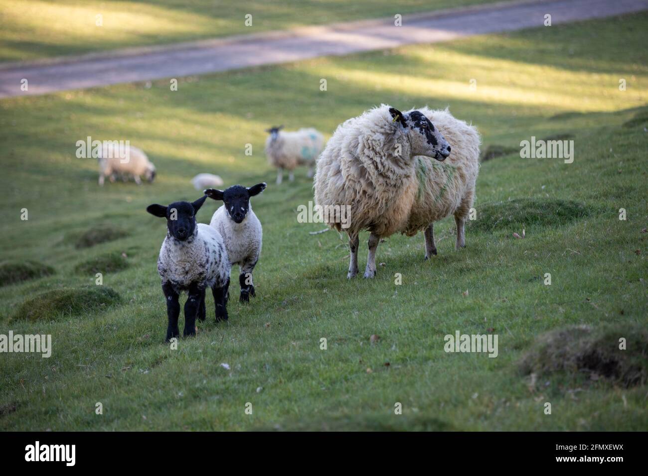 EWE e 2 agnelli a croce di Suffolk Mule a testa nera, in pasta verde, Cotswolds, Gloucestershire, Inghilterra, Regno Unito, Europa Foto Stock