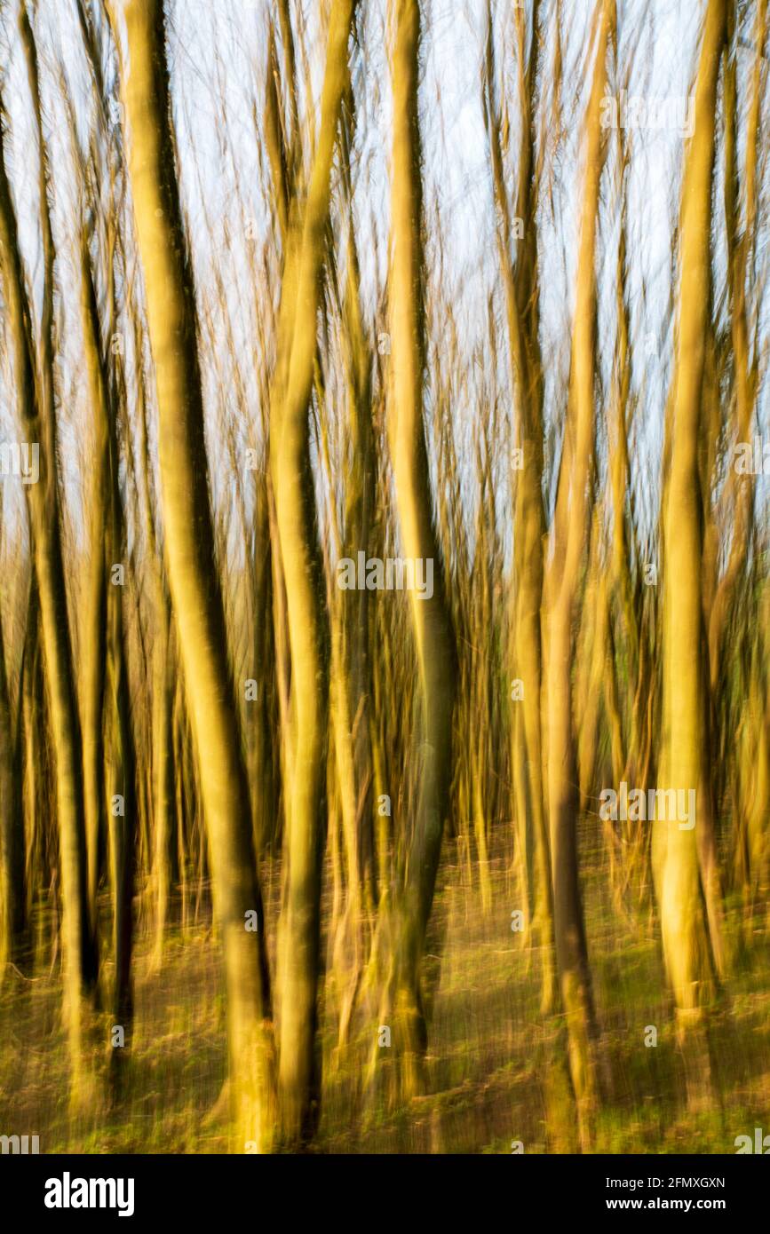 Movimento intenzionale della telecamera di un bosco locale con gli alberi bagnati dalla luce solare della sera d'oro. Foto Stock