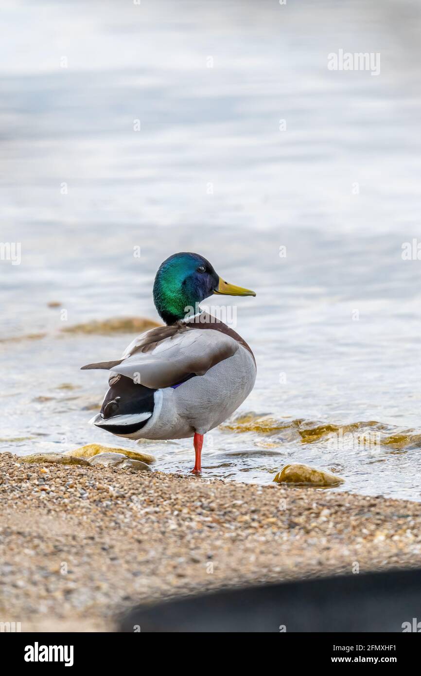 Un maschio Mallard Duck (Anas platyrhynchos) drake in piedi su una gamba sulla spiaggia del lago Michigan. Foto Stock