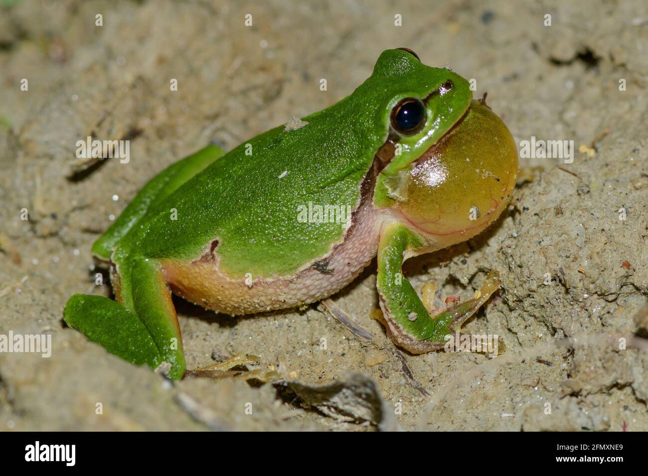 rana di albero comune maschile, hyla arborea accovacciato in una foresta lungo il fiume in austria Foto Stock