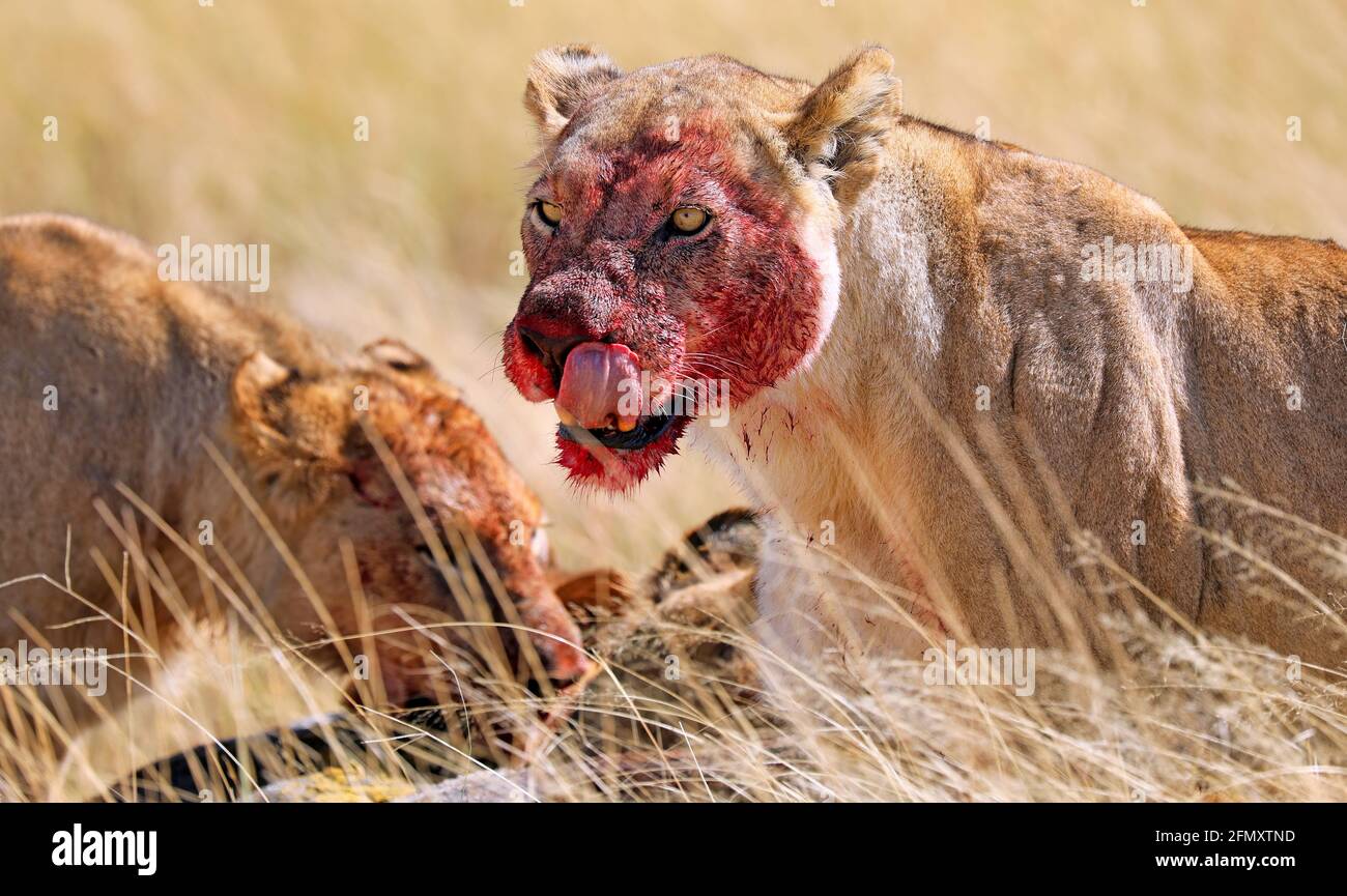 Löwin mit blutigem Gesich am Riss, Etosha-Nationalpark, Namibia, (Panthera leo) | leonessa con un volto sanguinoso, Etosha National Park, Namibia, (Panthera Foto Stock