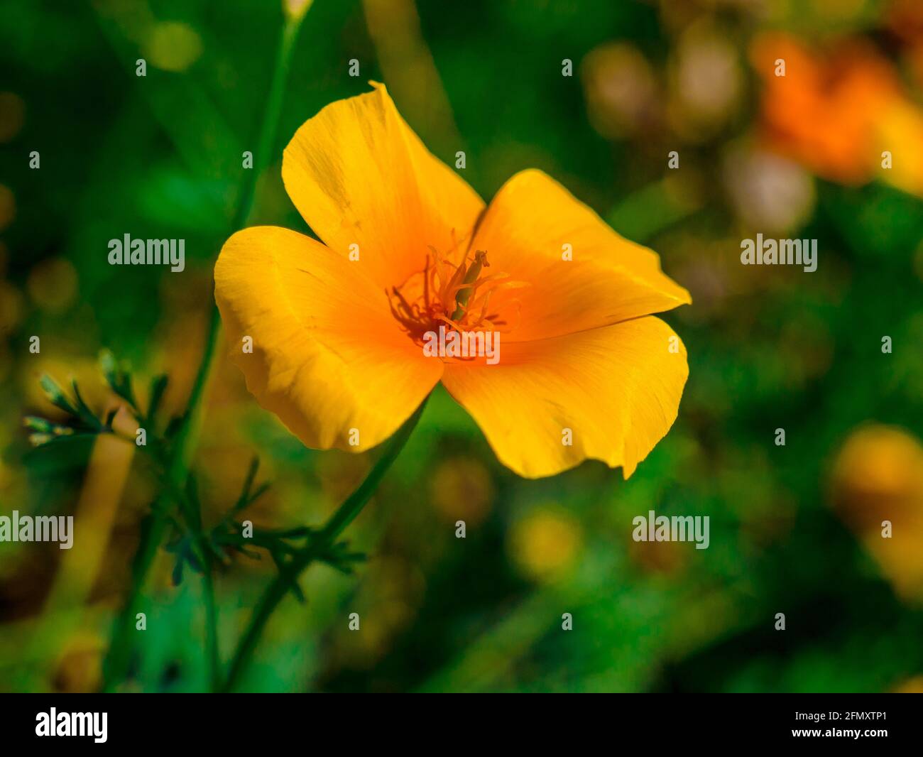 Papavero della California (Escholzia californica) anche conosciuto come papavero californiano, papavero dorato, luce solare della California o tazza d'oro - Vista del fiore con Foto Stock