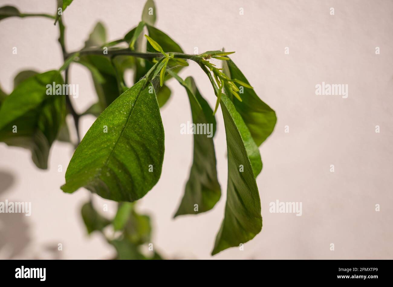 Pianta infestata da Red Spider Mite Foto Stock