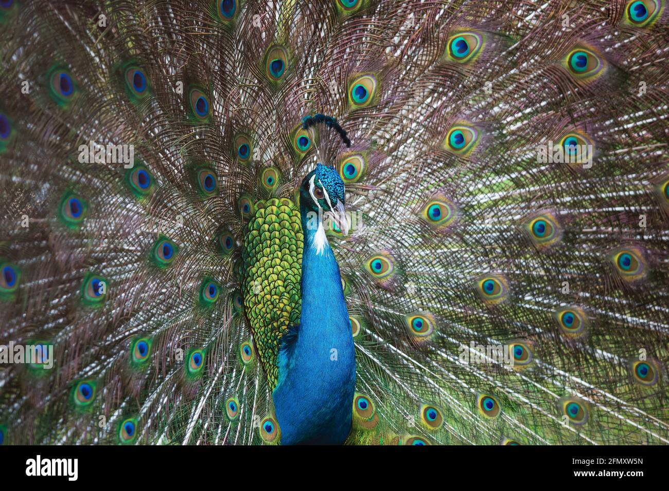 Primo piano maschio indiano Peacock in piena visualizzazione. Elegante eyespot su una piuma del treno di un maschio indiano di Peafowl che mostra nella natura. Concentrarsi sugli occhi. Foto Stock