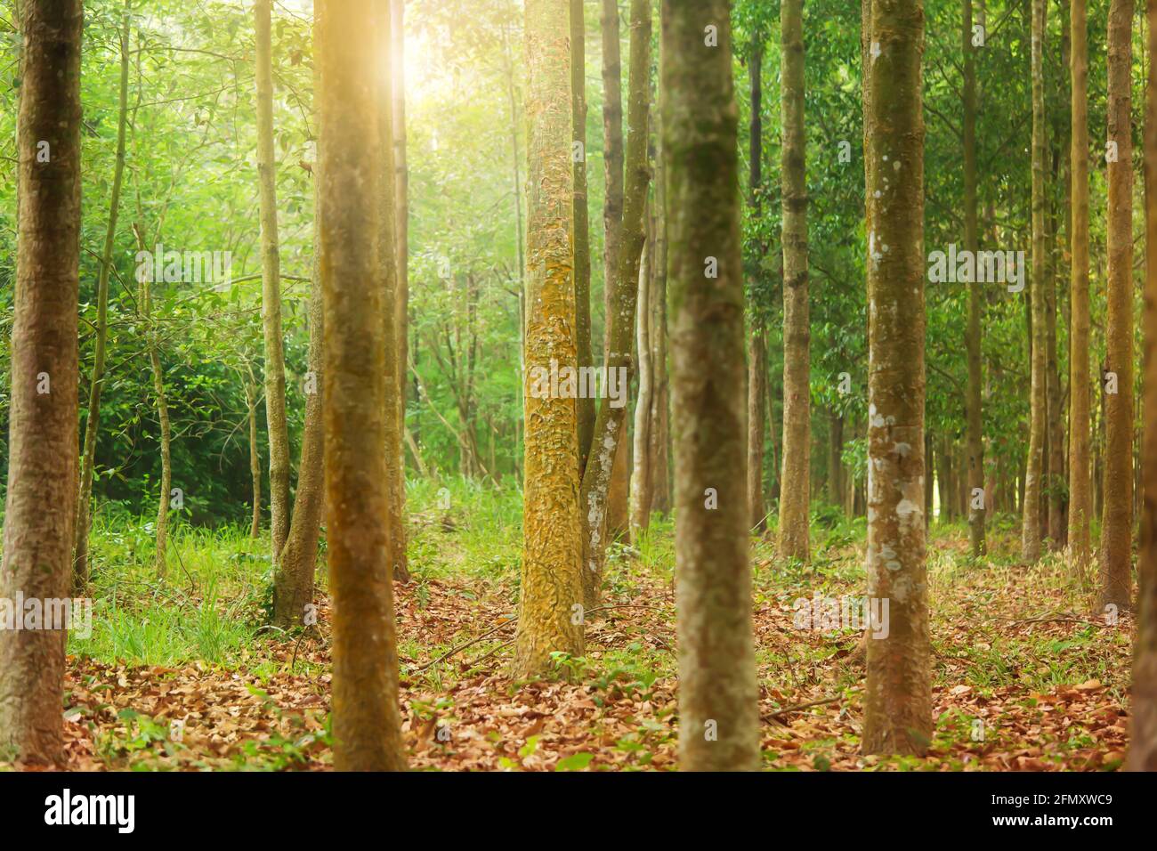Yang, Gurjan o Garjan alberi in una piantagione di selvicoltura all'alba. Concetto di piantagione forestale. Mettere a fuoco sul tronco dell'albero di Yang. Foto Stock