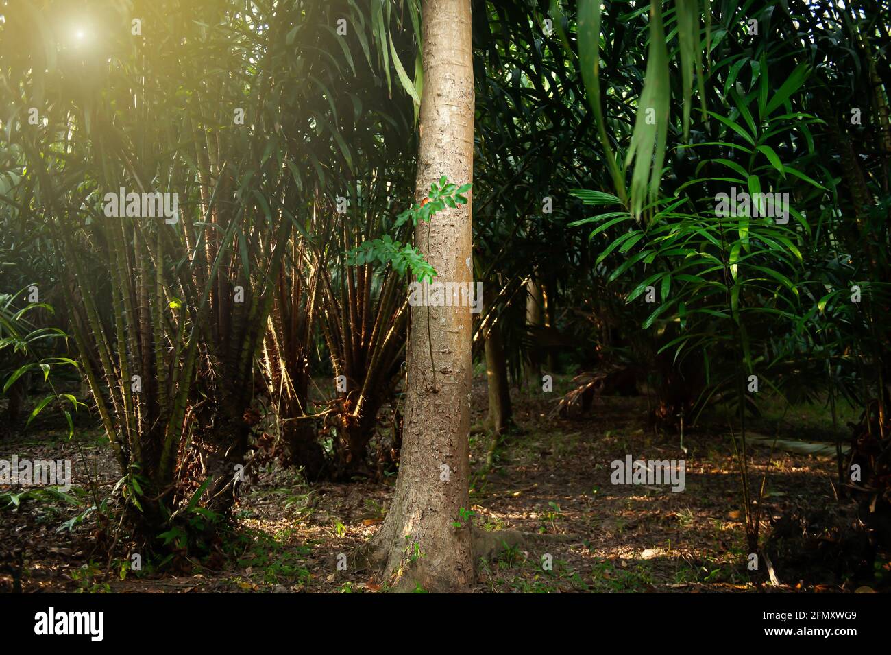 Albero di agarwood in un giardino frutteto all'alba. Agarwood come oro liquido di agricoltura nel sud-est asiatico. Fuoco su albero di agarwood. Foto Stock