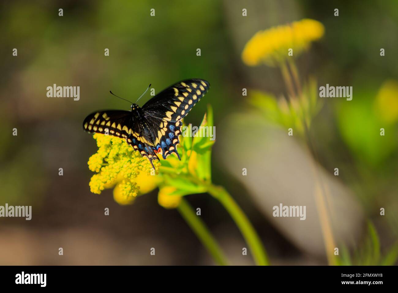 Papilio Polyxenes, la coda di rondine nera (orientale), la coda di rondine americana o la coda di rondine di pastinaca, su una Zizia aurea (alexanders dorati, zizia dorata) um Foto Stock