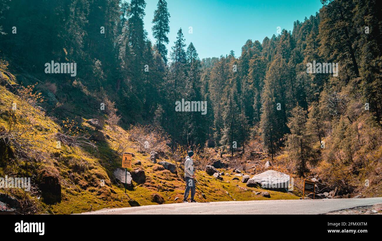 Indian Beauty - India Photography - Indian Hills - Himachal Pradesh - Dalhousie - Foresta - India - HD Foto Stock