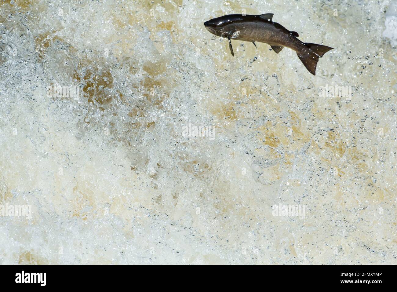 Salmone Atlantico Salmo Salar cercando di arrivare a riproduzione di ruscelli saltando le Cascate di shin, Lairg Foto Stock