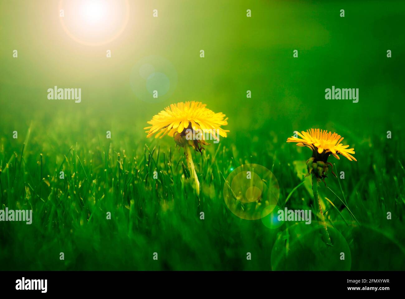 Erba verde prato con i diandelioni di primavera gialli che crescono in oro sole primaverile del mattino Foto Stock