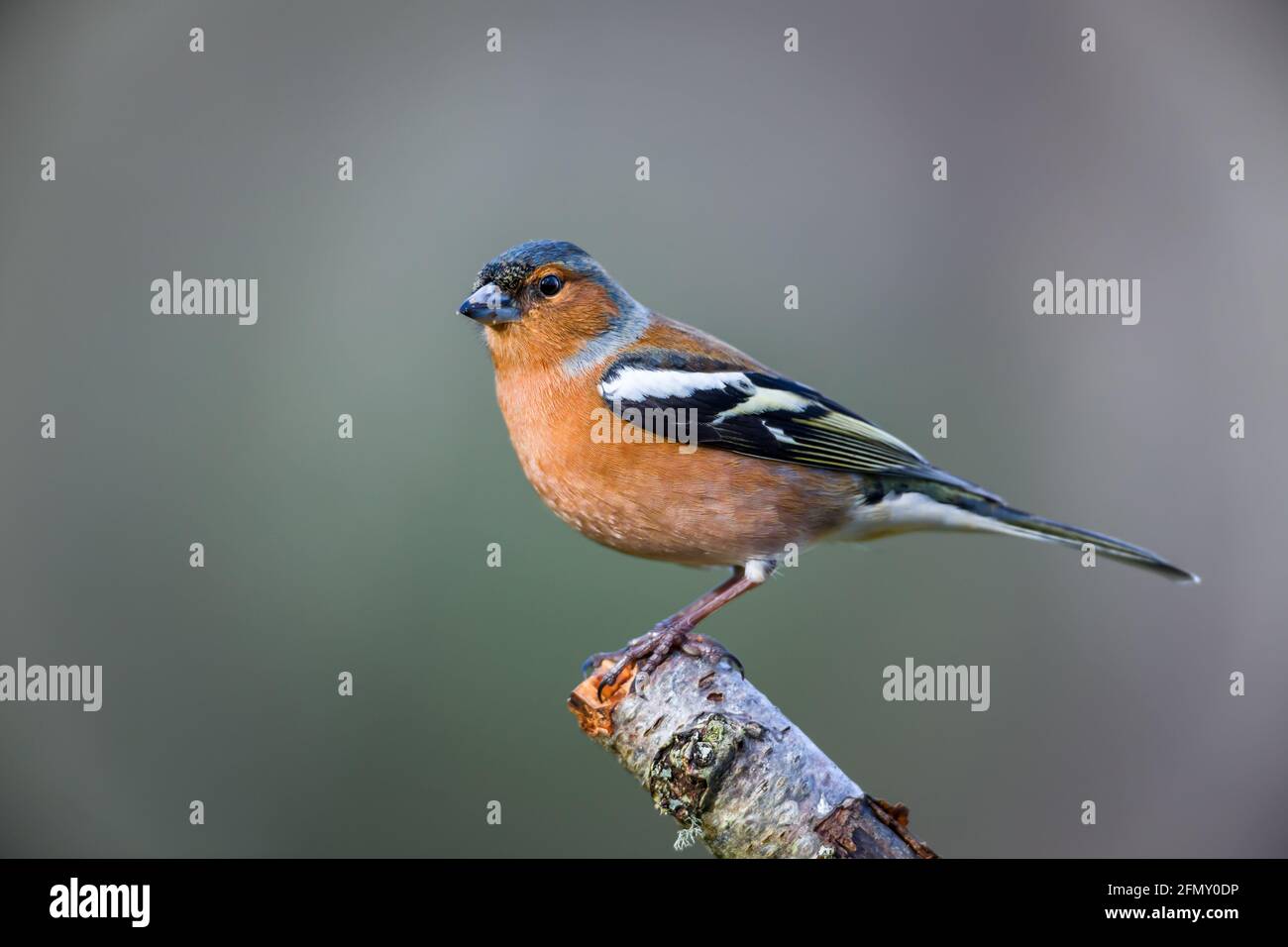 Maschio Chaffich Frigilla coelebs sul ramo Foto Stock