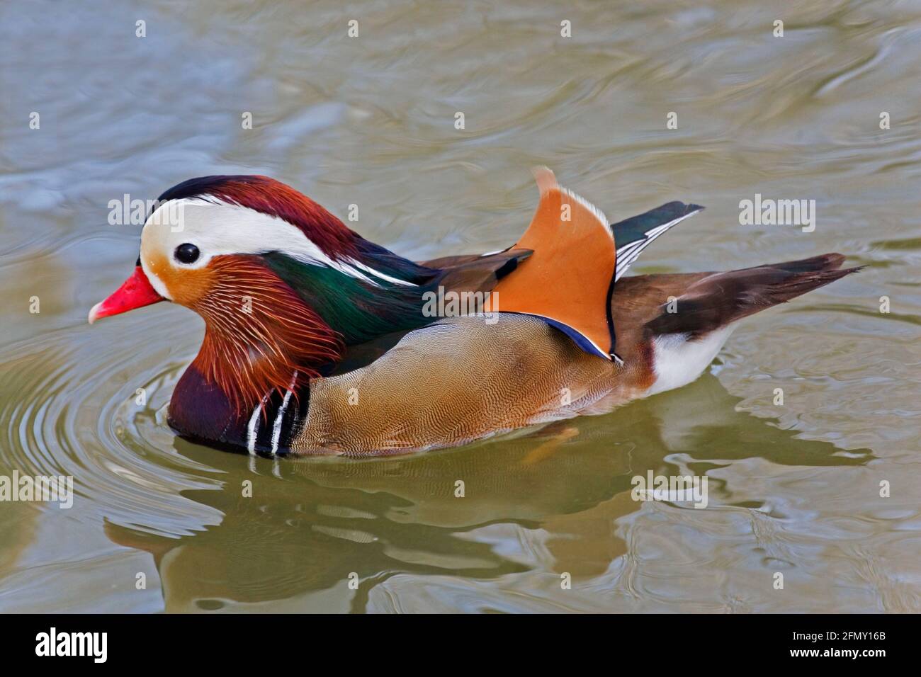 Un anatra mandarino maschile, Aix galericulata, vista ravvicinata Foto Stock