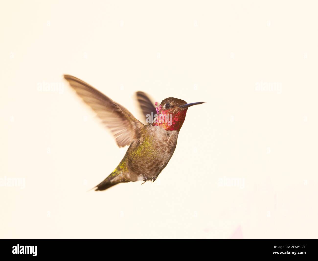 Hummingbird hovering di Allen Foto Stock