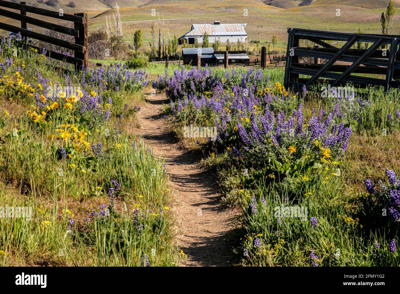 WA20204....WASHINGTON - Sentiero e recinzione nel Columbia Hills Dalles Mountain state Park. Foto Stock