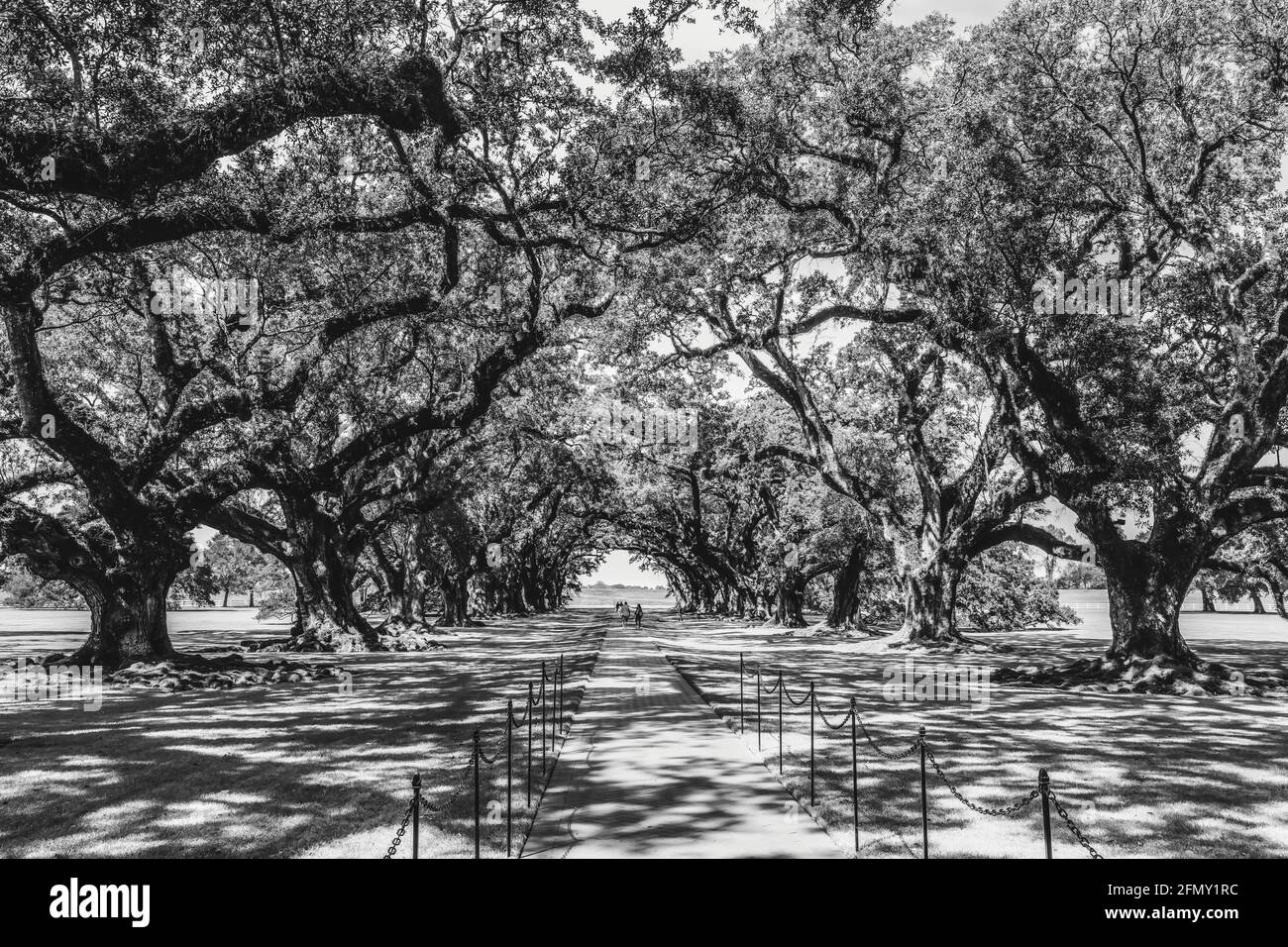 Black White Oak Trees Oak Alley Plantation Vacherie Saint James Parish Louisiana. Sugar Plantation National Historic Landmark all'inizio del 1800 basato sullo sla Foto Stock