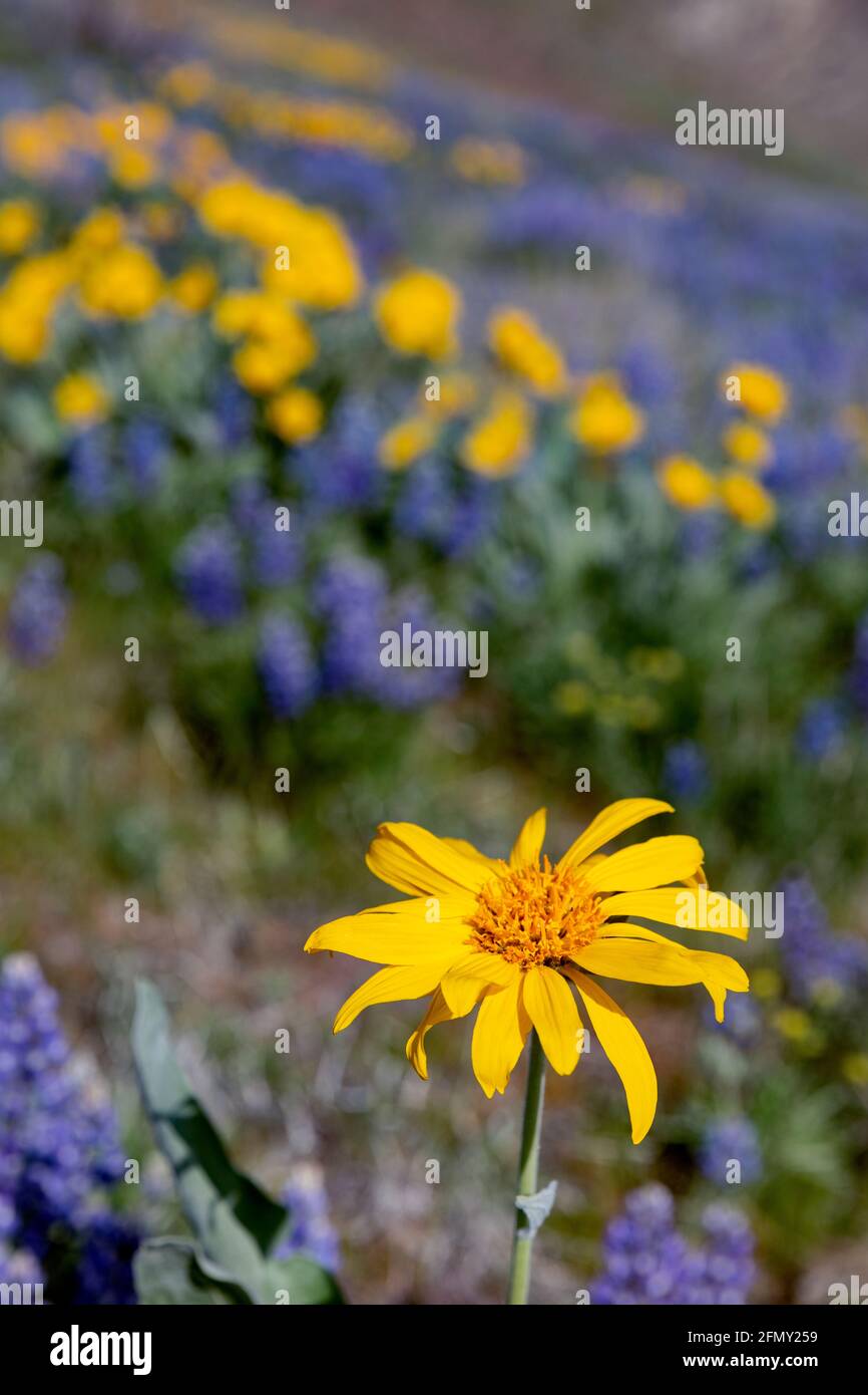 WA20223-00...... WASHINGTON - i fiori di balsamroot e lupino fioriscono nelle colline di Sage di Wenatchee. Foto Stock