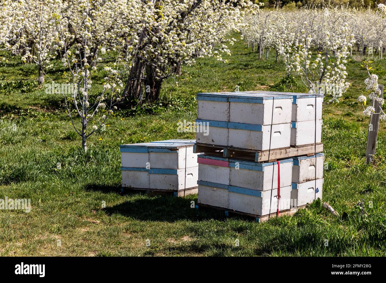 WA20226-00...... WASHINGTON - alveari delle api con un frutteto di mele in fiore a Dryden lungo la Wenatchee River Valley. Foto Stock