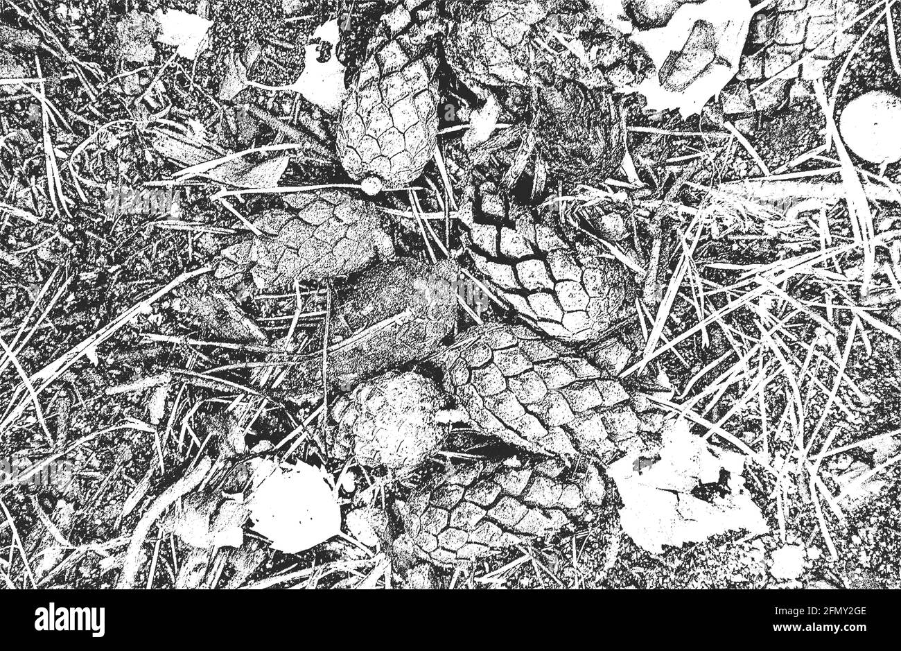 Stressato sovrapposizione closeup texture di pino cono, aghi. Grunge sfondo bianco e nero. Astratto halftone illustrazione vettoriale Illustrazione Vettoriale