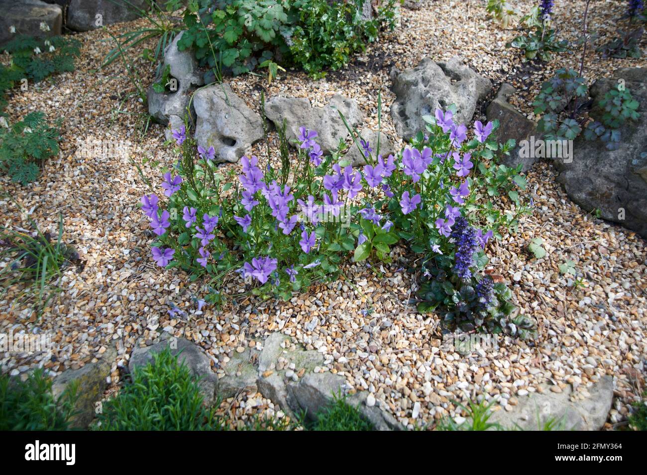 Viola cornuta (viola cornuta) che cresce in un giardino roccioso Foto Stock
