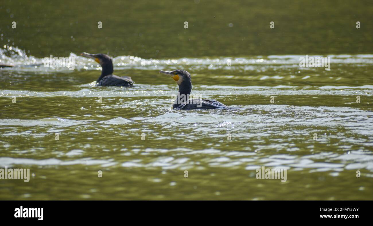 uccelli acquatici dell'india che nuotano in lago, uccelli su grande quantità di corpo idrico, uccelli indiani in un lago Foto Stock