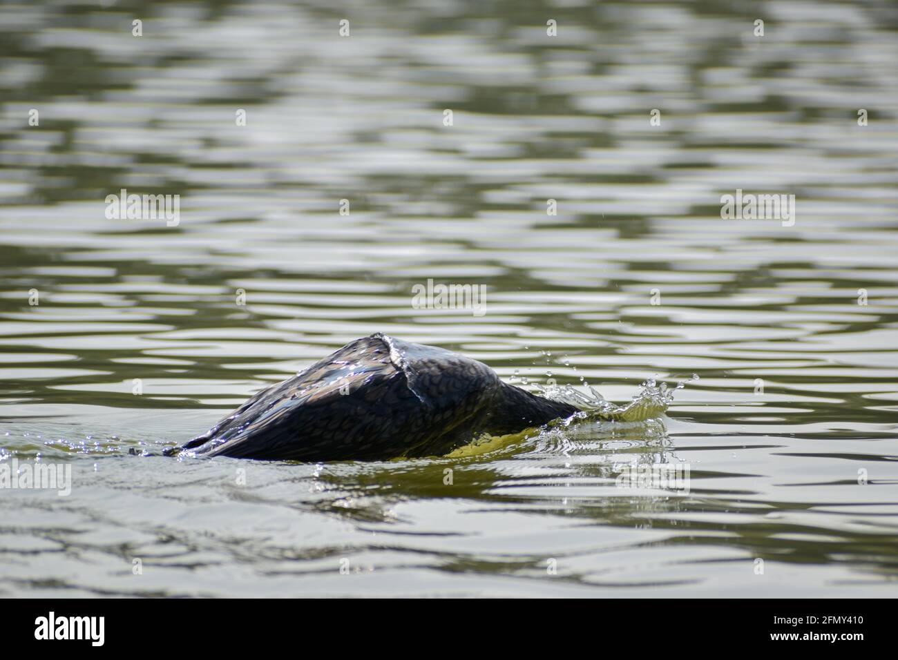 uccelli acquatici dell'india che nuotano in lago, uccelli su grande quantità di corpo idrico, uccelli indiani in un lago Foto Stock