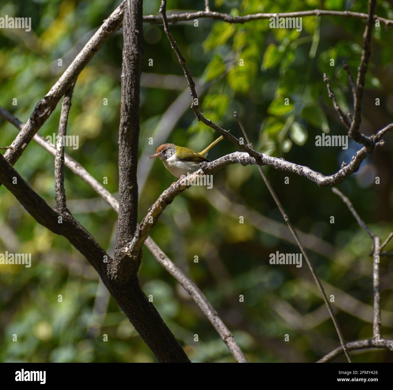 Bird setting sul ramo dell'albero, uccelli indiani su albero Foto Stock