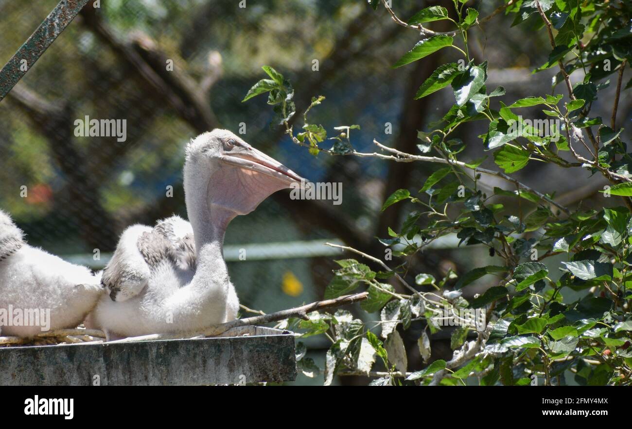 uccelli acquatici dell'india che nuotano in lago, uccelli su grande quantità di corpo idrico, uccelli indiani in un lago Foto Stock