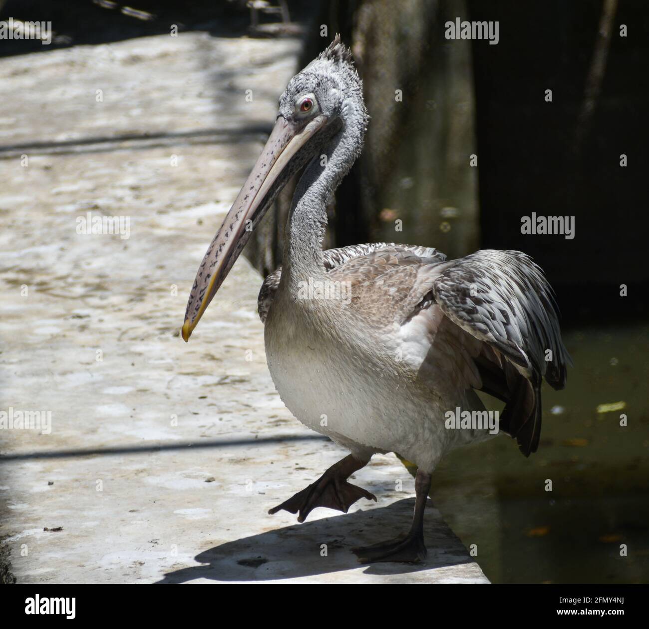 uccelli acquatici dell'india che nuotano in lago, uccelli su grande quantità di corpo idrico, uccelli indiani in un lago Foto Stock