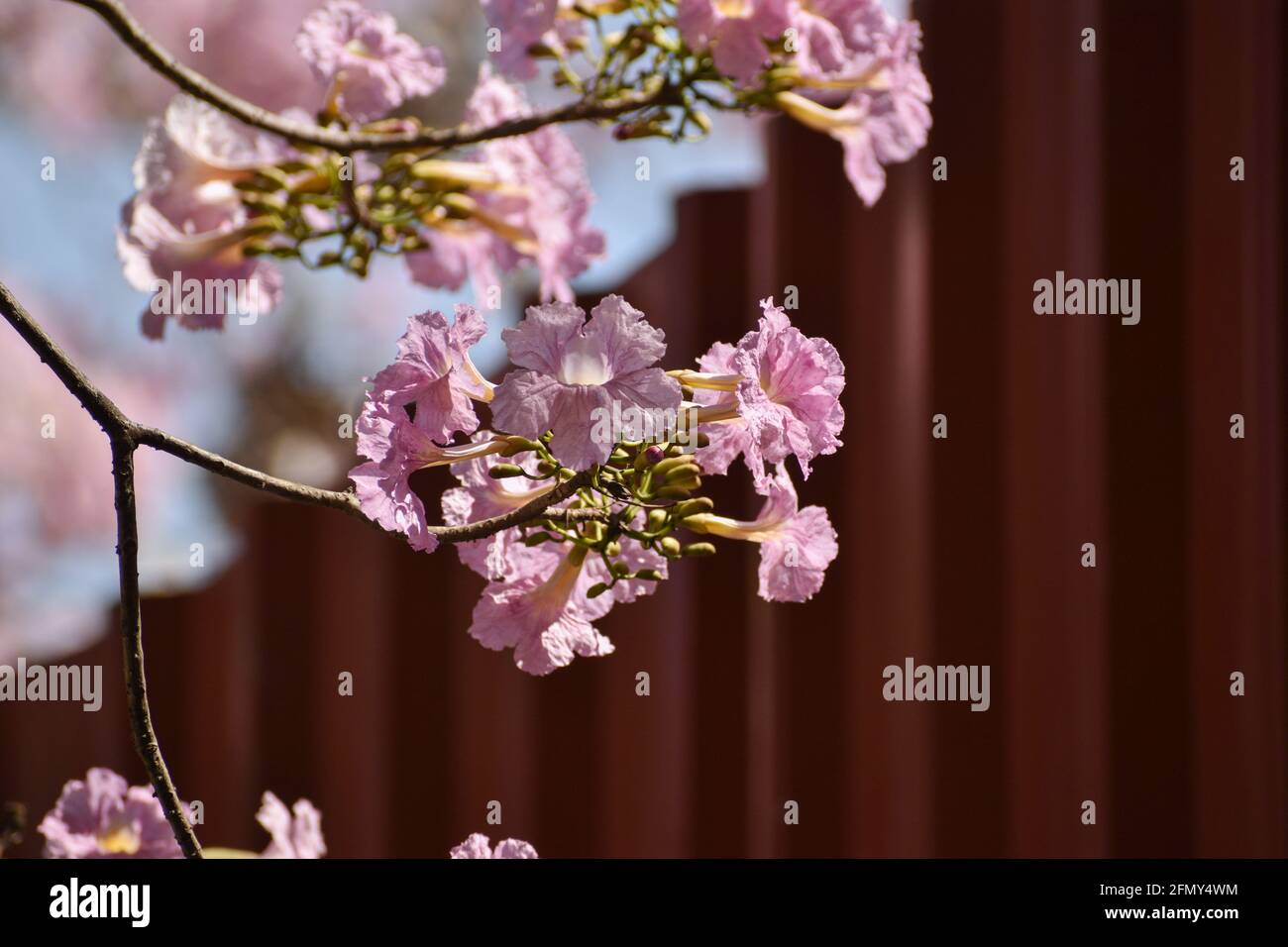 Foglie di albero durante l'estate in India, con sfondo nero, blu, giallo Foto Stock