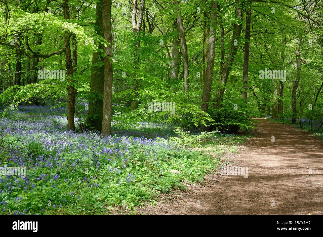 Bluebells in bosco in primavera. La luce del sole si è appiccata attraverso rami e nuove foglie verdi vibranti. Bluebells moquette il pavimento di legno. Foto Stock