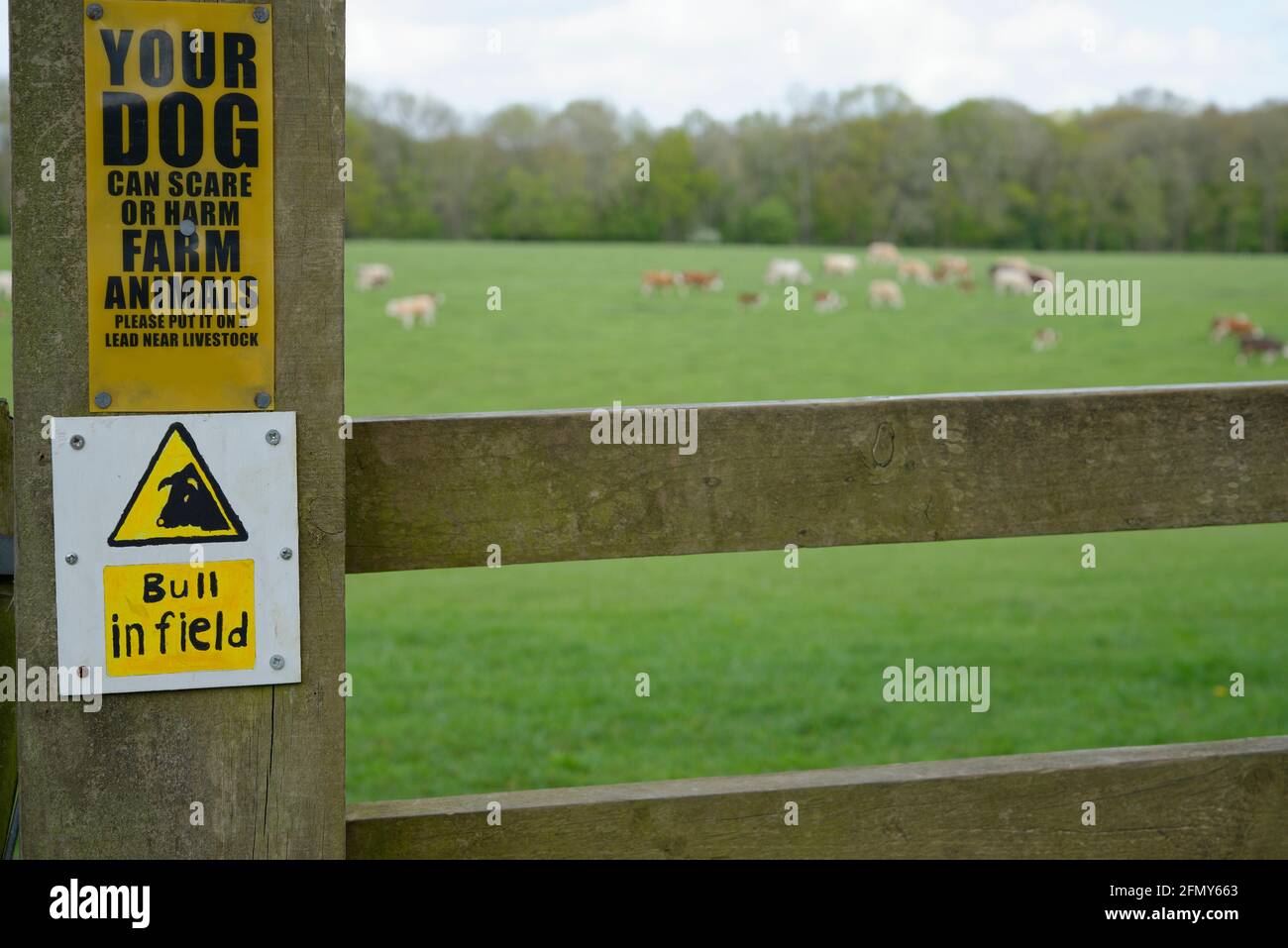 Bull in campo. Avviso di pericolo potenziale in uno stile in un campo in Inghilterra. Bovini in lontananza. Foto Stock