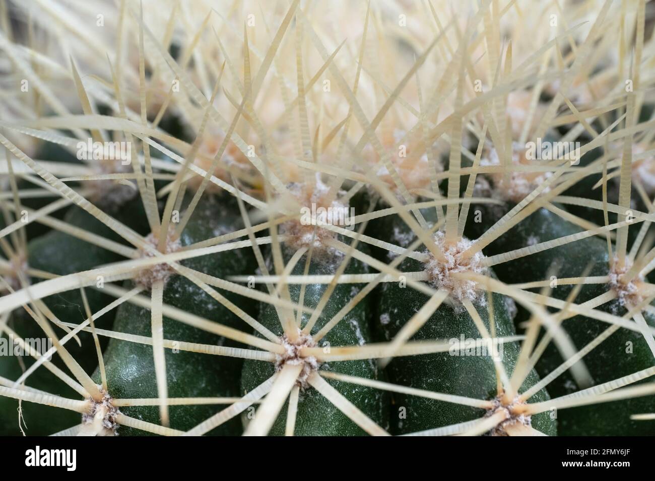 Primo piano di un lato superiore di un cactus del deserto pianta-su Foto Stock